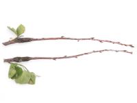 Amélanchier - Rouille (Gymnosporangium sp.)