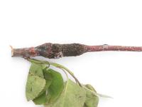Amélanchier - Rouille (Gymnosporangium sp.)