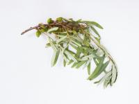Argousier - Anthracnose (Colletotrichum acutatum)