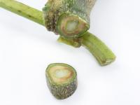 Aubergine - Verticilliose (Verticillium dahliae)