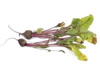 Betterave - Tache cercosporéenne (Cercospora beticola)_2