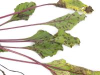 Betterave - Tache cercosporéenne (Cercospora beticola)_4