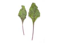 Betterave - Tache cercosporéenne (Cercospora beticola)_5