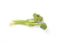 Brocoli - Tache noire alternarienne (Alternaria brassicicola)