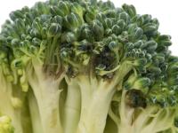 Brocoli - Tache noire alternarienne (Alternaria brassicicola)