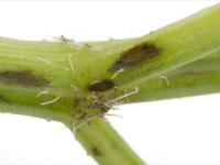 Carotte - Brûlure cercosporéenne (Cercospora carotae)