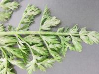 Carotte - Blanc (Erysiphe spp.)