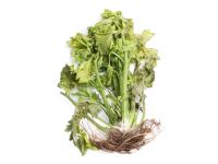 Céleri - Anthracnose (Colletotrichum acutatum)