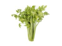 Céleri - Anthracnose (Colletotrichum acutatum)