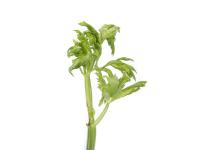 Céleri - Anthracnose (Colletotrichum acutatum)