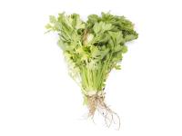 Céleri - Fusariose vasculaire (Fusarium oxysporum)