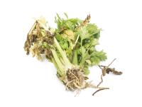 Céleri - Fusariose vasculaire (Fusarium oxysporum)