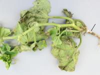 Concombre - Pourriture des racines et du collet (Phytophthora capsici)