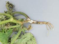 Concombre - Pourriture des racines et du collet (Phytophthora capsici)