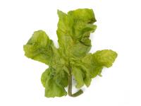 Courges - Virus de la tache annulaire de la papaye (PRSV)