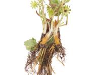 Fraise - Pourriture des racines et du collet (Phytophthora cactorum)