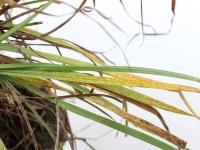 Gazons - Rouille couronnée (Puccinia coronata f.sp. avenae)