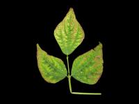 Haricot - Carence en potassium_2