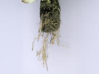 Laitues - Pourriture des racines (Pythium dissotocum)