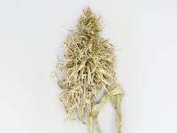 Maïs grain et fourrager - Mildiou (Sclerophthora macrospora)