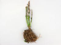 Poivron - Pourriture sclérotique (Sclerotinia sclerotiorum)