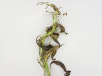 Poivron - Pourriture sclérotique (Sclerotinia sclerotiorum)