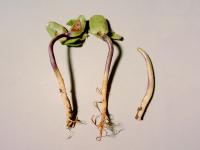 Soya - Fonte des semis (Phytophthora sojae)