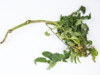 Tomate - Moelle noire (Pseudomonas corrugata)