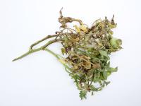 Tomate - Moelle noire (Pseudomonas corrugata)