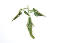 Tomate - Moucheture bactérienne (Pseudomonas syringae pv. tomato)