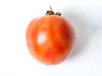 Tomate - Virus de la maladie bronzée de la tomate (TSWV)