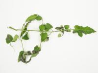 Tomate - Mildiou (Phytophthora infestans)