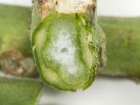 Tomate - Chancre bactérien (Clavibacter michiganensis subsp. michiganensis)