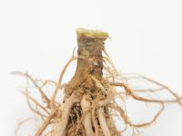 Tomate - Fusariose vasculaire (Fusarium oxysporum f. sp. lycopersici (FOL))