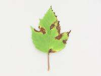 Viornes - Tache bactérienne (Pseudomonas syringae)