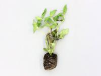 Zinnias - Moisissure grise (Botrytis cinerea)