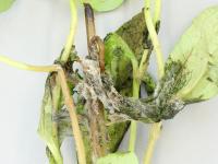 Zinnias - Moisissure grise (Botrytis cinerea)