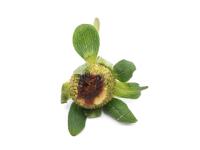 Fraise - Anthracnose (Colletotrichum acutatum)