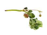 Fraise - Phytoplasme de la jaunisse de l'aster