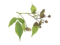 Framboise - Brûlure bactérienne (Erwinia amylovora)