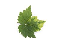 Framboise - Virus de la tache annulaire de la tomate (ToRSV)