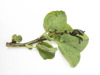 Gourgane - Pourriture fusarienne (Fusarium oxysporum)