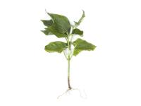 Haricot - Fusariose vasculaire (Fusarium oxysporum)_1