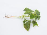 Haricot - Graisse bactérienne (Pseudomonas syringae pv. syringae)_3
