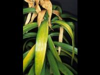 Lis - Nématode foliaire (Aphelenchoides sp.)
