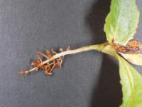 Laitues - Fonte des semis (Pythium spp.)