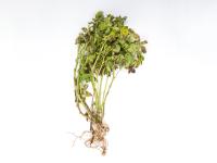Pomme de terre - Maladies des taches brunes (Alternaria alternata)