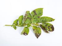 Pomme de terre - Maladies des taches brunes (Alternaria alternata)