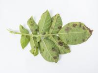 Pomme de terre - Maladies des taches brunes (Alternaria alternata)