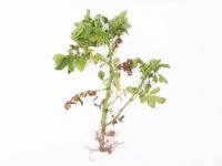Pomme de terre - Verticilliose (Verticillium dahliae)